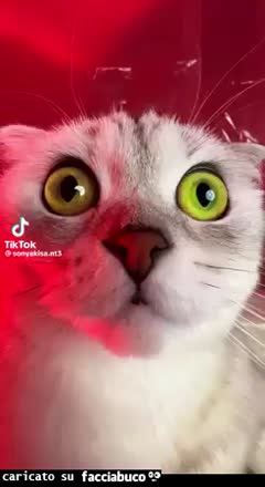 Gif Animata