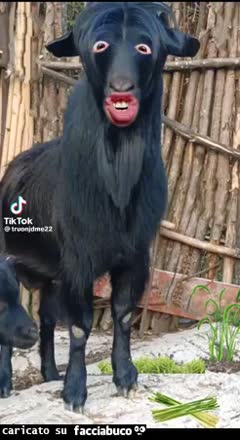 gif animata