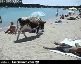 gif animata