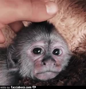 gif animata
