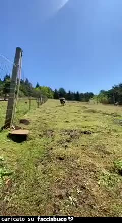 gif animata