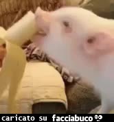 gif animata