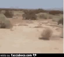 gif animata