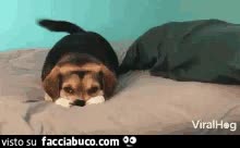 gif animata