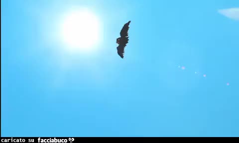 gif animata