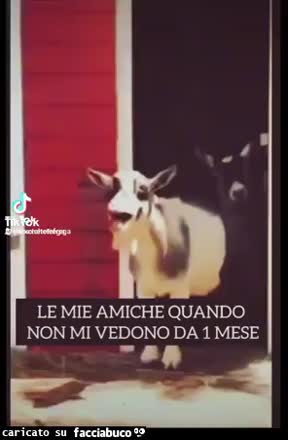 gif animata