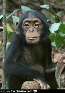 gif animata