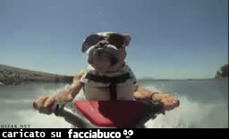 gif animata