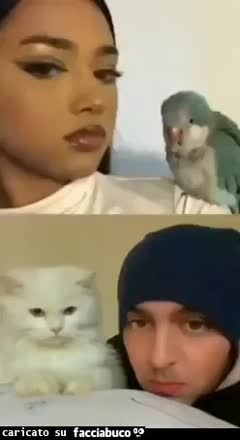 Gif Animata