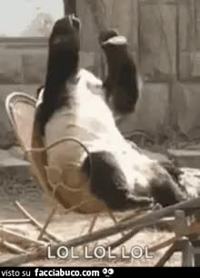 gif animata