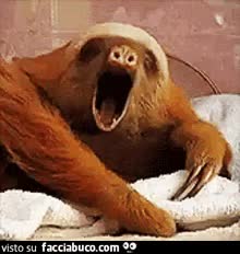 Gif Animata
