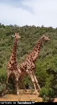 Gif Animata