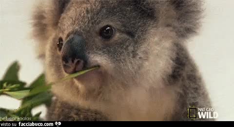 gif animata