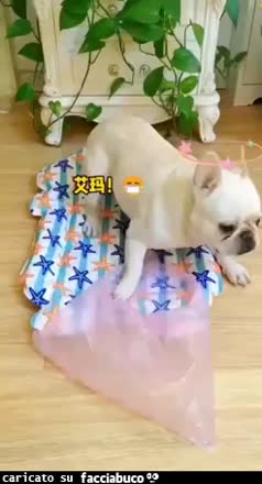 Gif Animata